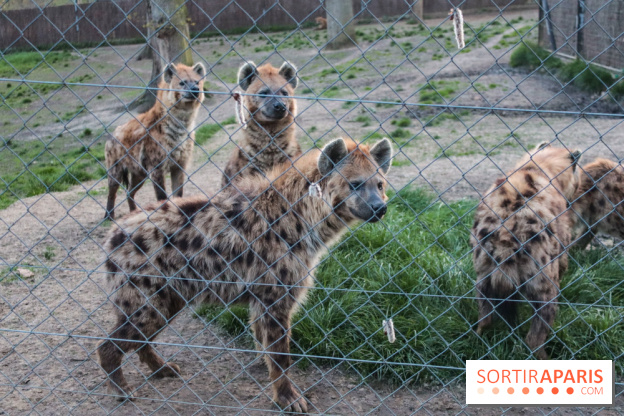 Les tanières du zoo de Thoiry 2023 - 23F55C62 1F67 49D3 BB36 571FD672878C