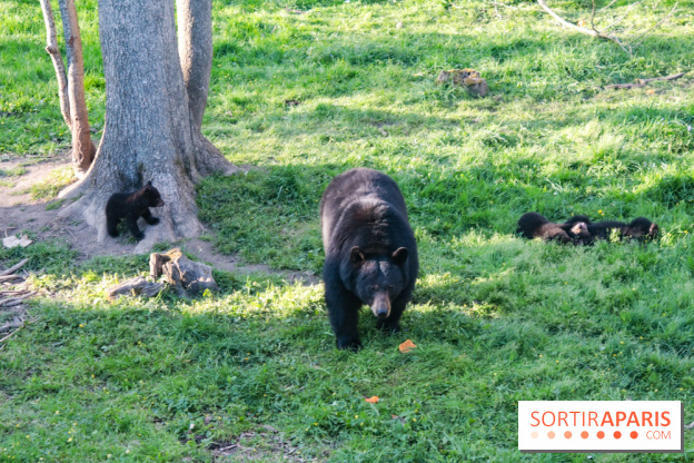 Les tanières du zoo de Thoiry 2023 - Ours