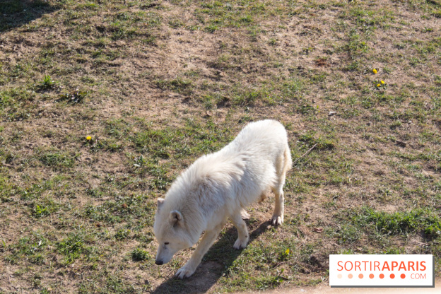 Les tanières du zoo de Thoiry 2023 - Nourrissage loup