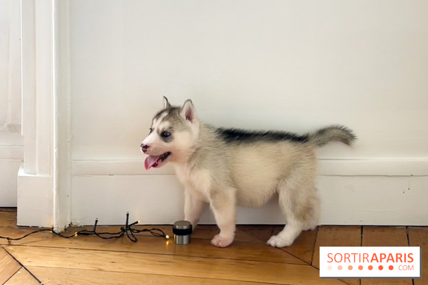 Puppy Yoga