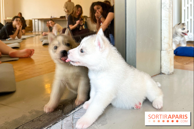 Puppy Yoga