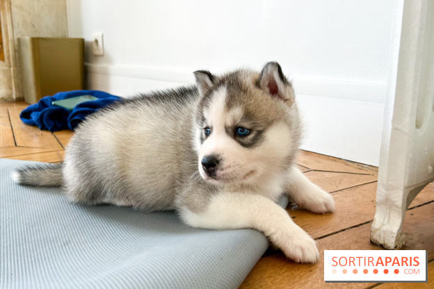 Puppy Yoga