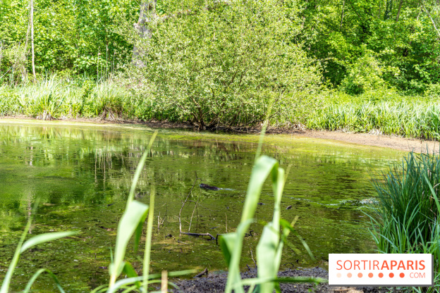 Sentier découverte de Maincourt - Vallée de Chevreuse -  A7C4061