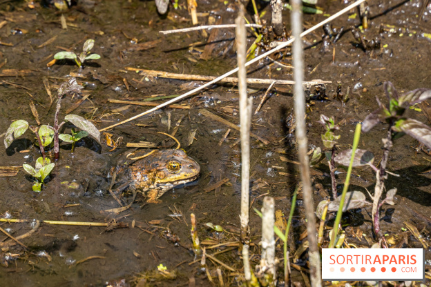 Sentier découverte de Maincourt - Vallée de Chevreuse - grenouille