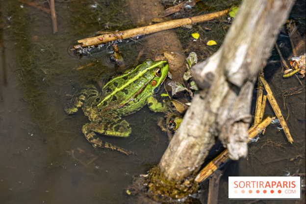 Sentier découverte de Maincourt - Vallée de Chevreuse -  grenouille