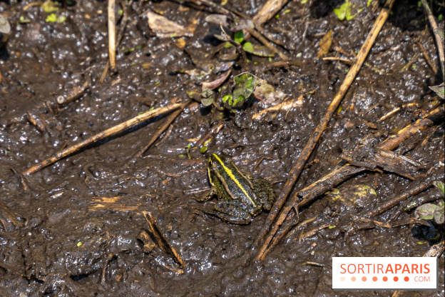 Sentier découverte de Maincourt - Vallée de Chevreuse -  grenouille