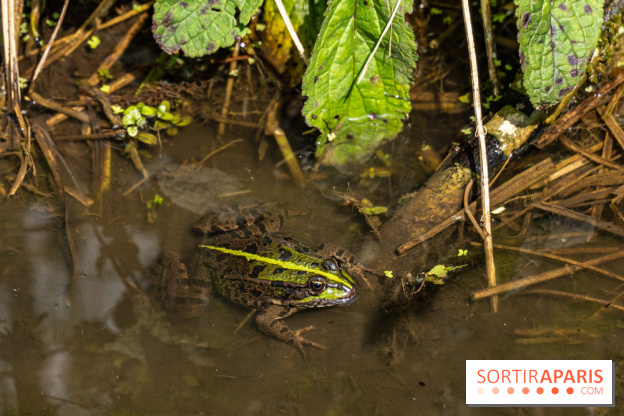 Sentier découverte de Maincourt - Vallée de Chevreuse -  grenouille