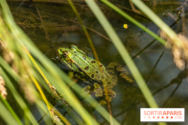 Sentier découverte de Maincourt - Vallée de Chevreuse -  grenouille