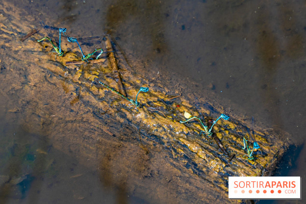 Sentier découverte de Maincourt - Vallée de Chevreuse -  libellule