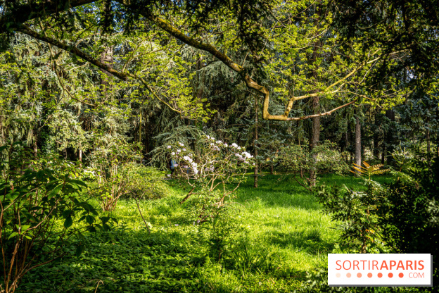 Visuel forêt  -  A7C8760