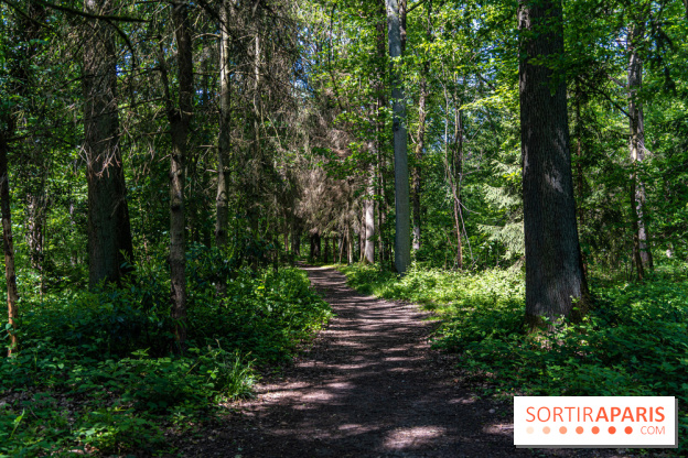 Visuel forêt