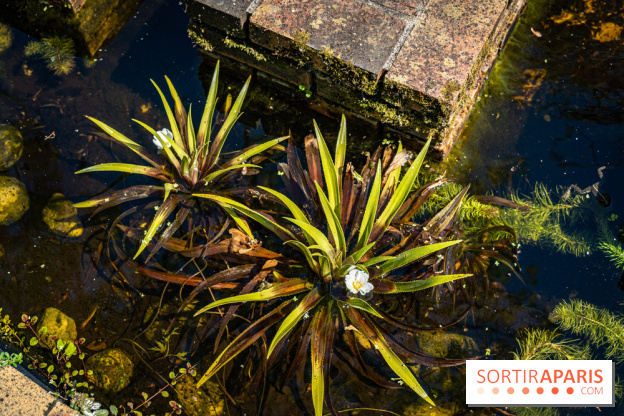 Les Jardins de Sonja au Perray-en-Yvelines -  A7C4957