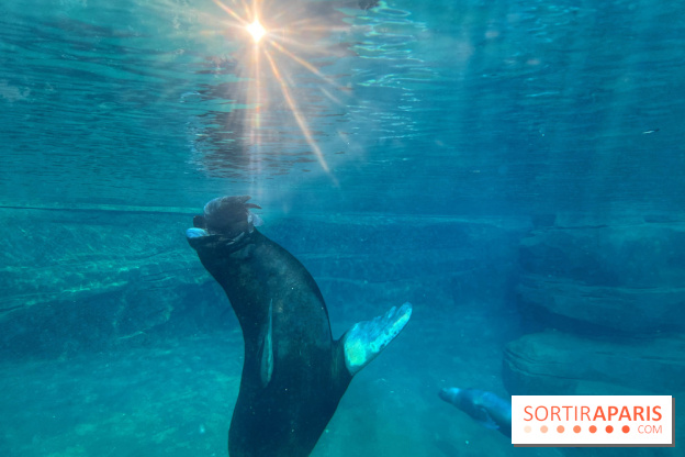 Nocturnes au Parc Zoologique de Paris - IMG 3469