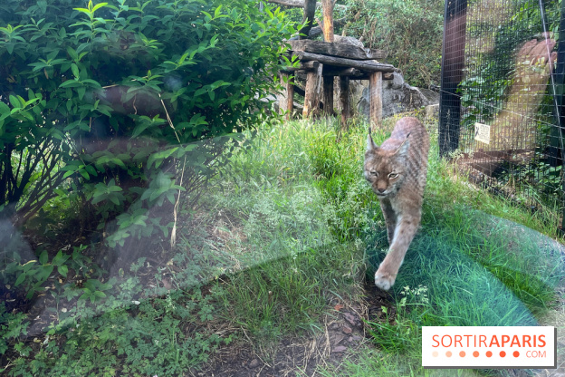 Nocturnes au Parc Zoologique de Paris - IMG 3526