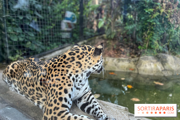 Nocturnes au Parc Zoologique de Paris - IMG 3532