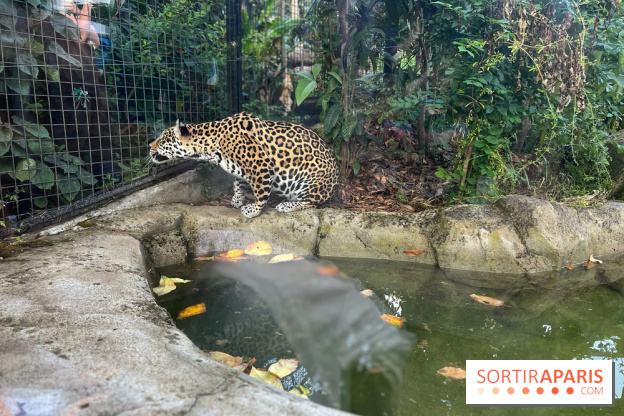 Nocturnes au Parc Zoologique de Paris - IMG 3537