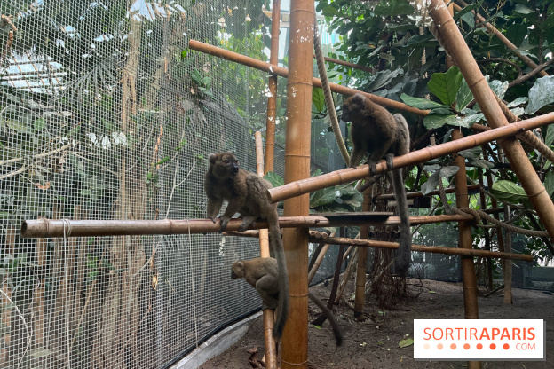 Nocturnes au Parc Zoologique de Paris - IMG 3544