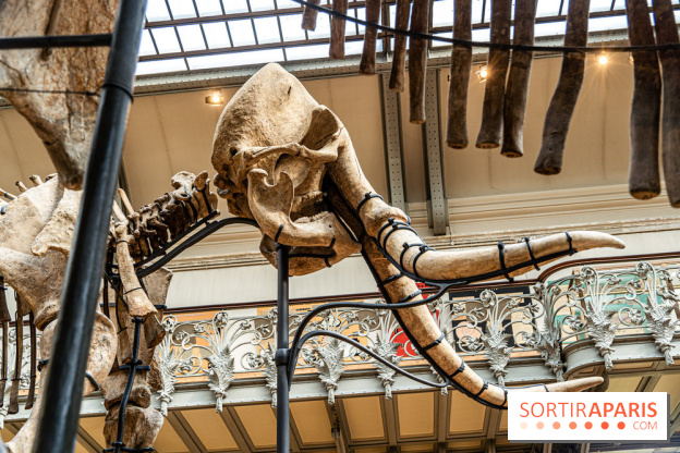 Le mammouth de Durfort restauré au Muséum national d’Histoire naturelle