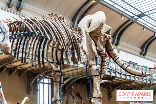 Le mammouth de Durfort restauré au Muséum national d’Histoire naturelle -  A7C7425