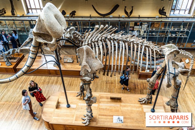 Le mammouth de Durfort restauré au Muséum national d’Histoire naturelle