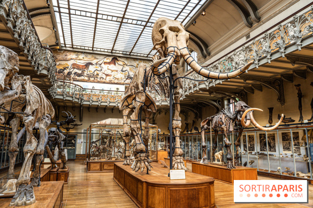 Le mammouth de Durfort restauré au Muséum national d’Histoire naturelle