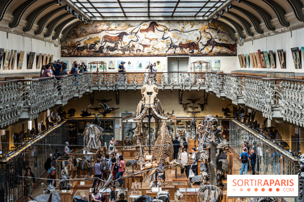 Le mammouth de Durfort restauré au Muséum national d’Histoire naturelle