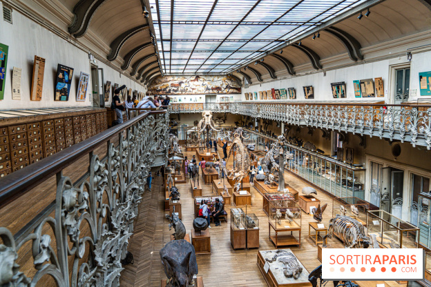 Le mammouth de Durfort restauré au Muséum national d’Histoire naturelle -  A7C7431