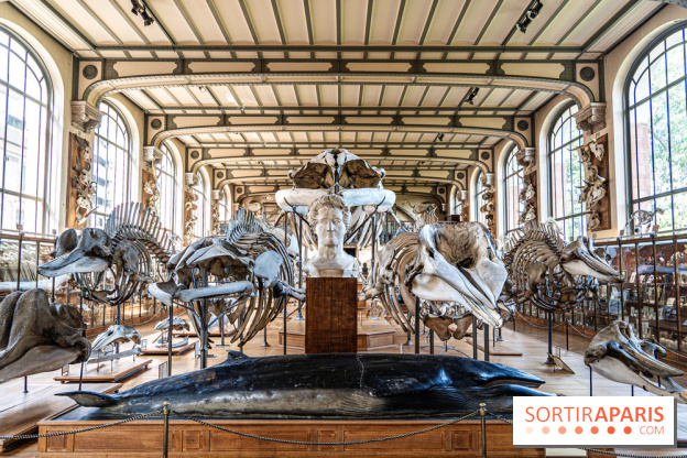 Le mammouth de Durfort restauré au Muséum national d’Histoire naturelle -  A7C7481