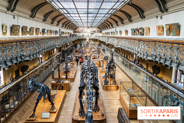 Le mammouth de Durfort restauré au Muséum national d’Histoire naturelle