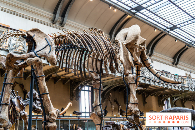 Le mammouth de Durfort restauré au Muséum national d’Histoire naturelle -  A7C7424