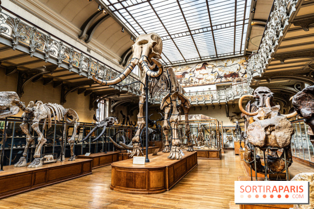 Le mammouth de Durfort restauré au Muséum national d’Histoire naturelle -  A7C7409