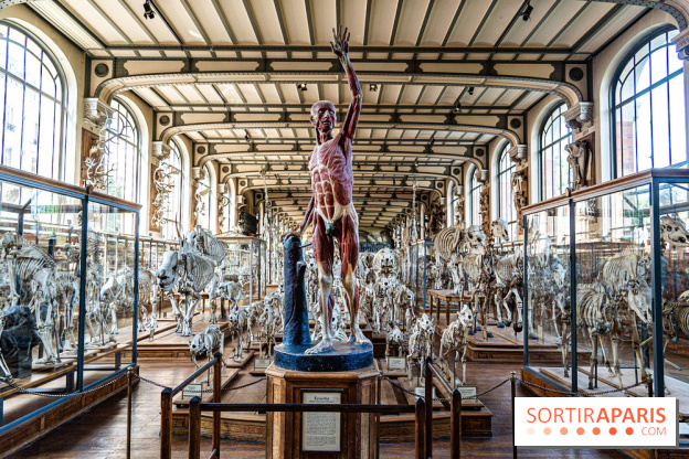 Le mammouth de Durfort restauré au Muséum national d’Histoire naturelle