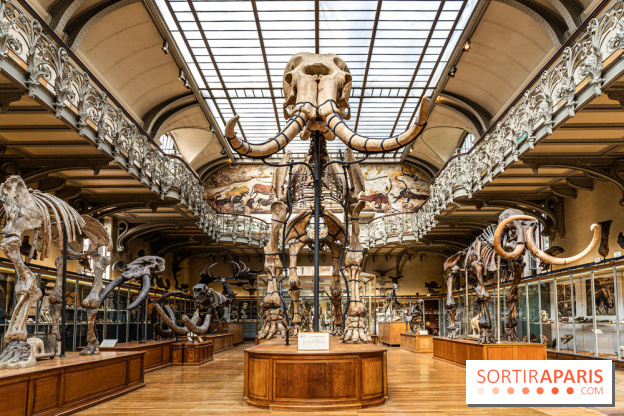 Le mammouth de Durfort restauré au Muséum national d’Histoire naturelle -  A7C7412