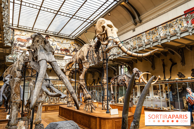 Le mammouth de Durfort restauré au Muséum national d’Histoire naturelle