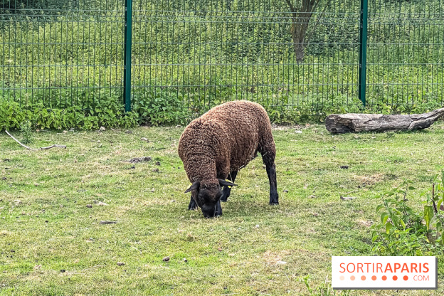 Base de loisirs de Saint-Quentin-en-Yvelines - Ile de loisirs de Trappes - activités - IMG 8652