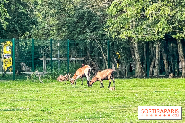 Base de loisirs de Saint-Quentin-en-Yvelines - Ile de loisirs de Trappes - activités - IMG 8645