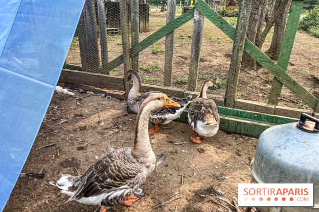 Base de loisirs de Saint-Quentin-en-Yvelines - Ile de loisirs de Trappes - activités - IMG 8657