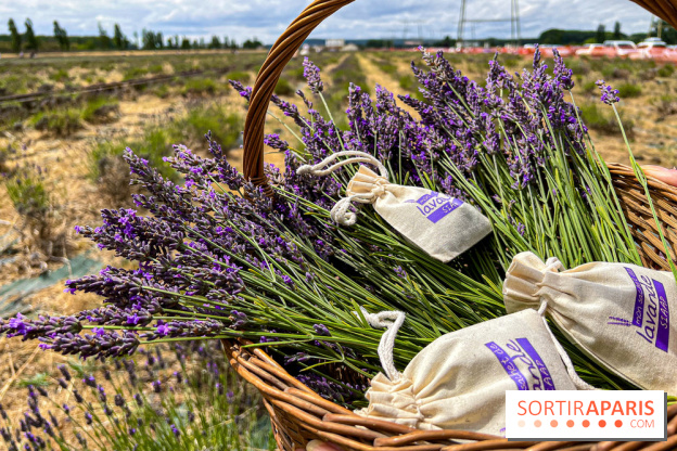 Fête de la Lavande sur le site Seine Aval Achères/Maisons-Laffitte - image00010