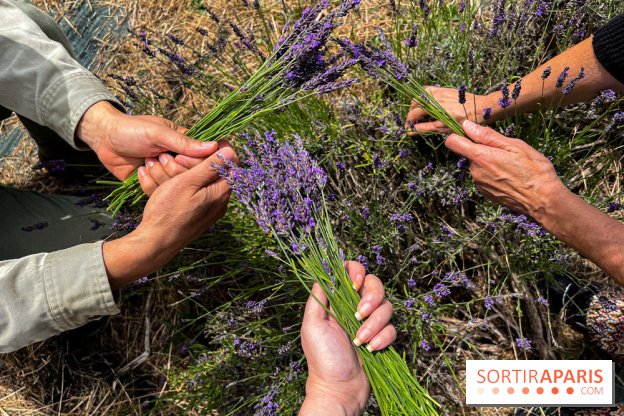 Fête de la Lavande sur le site Seine Aval Achères/Maisons-Laffitte - image00020