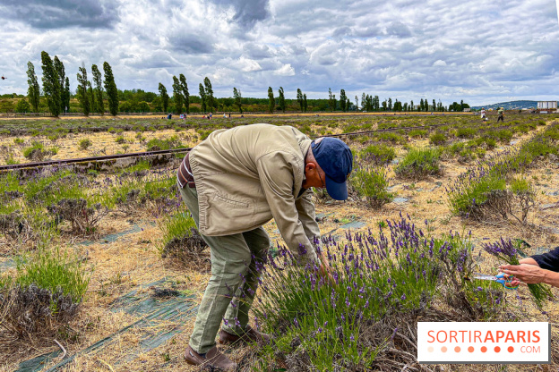 Fête de la Lavande sur le site Seine Aval Achères/Maisons-Laffitte - image00024