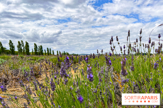 Fête de la Lavande sur le site Seine Aval Achères/Maisons-Laffitte - image00027