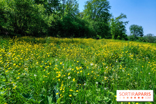 Balade nature dans la forêt de Montmorency, nos photos