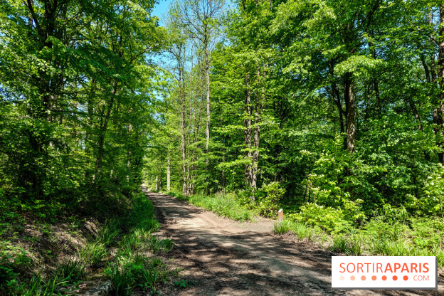 Balade nature dans la forêt de Montmorency, nos photos