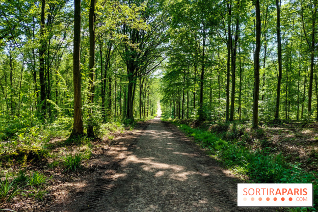 Balade nature dans la forêt de Montmorency, nos photos