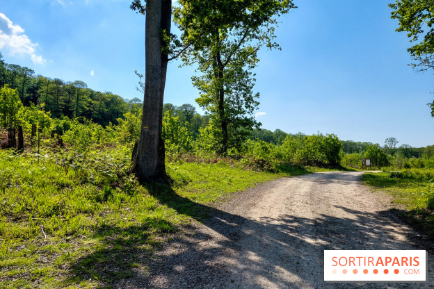 Balade nature dans la forêt de Montmorency, nos photos