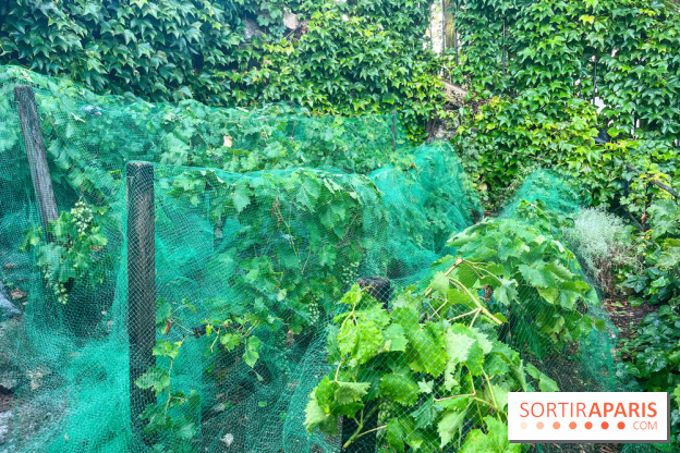 Vignes vendanges - visuels - image00016