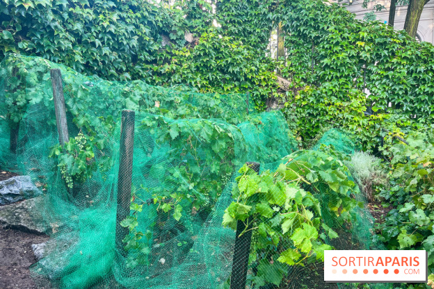 Vignes vendanges - visuels - image00018