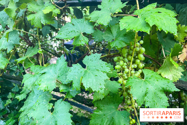 Vignes vendanges - visuels - image00019