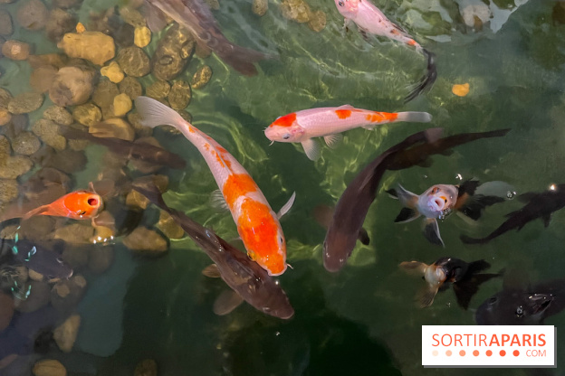 La Maison de la Pêche et de la Nature - image00031