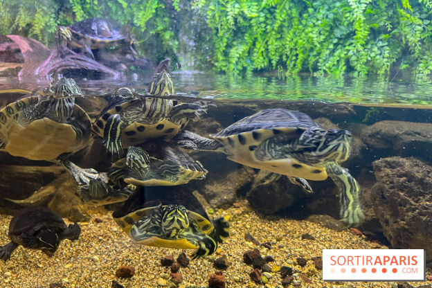 La Maison de la Pêche et de la Nature - image00025